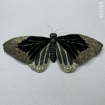26T0610