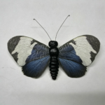 26T0613
